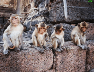 Aviary Photo_130756327083825355