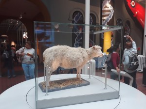 Dolly the sheep, travel